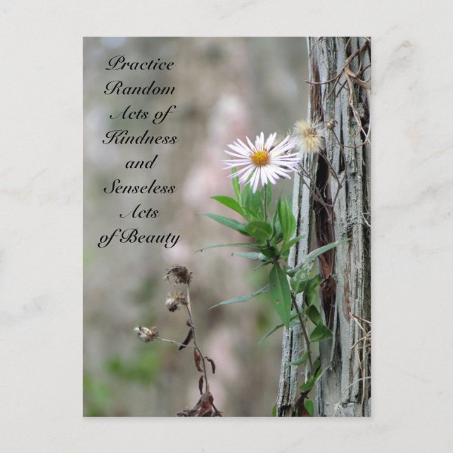 Random Acts of Kindness Postcard - Daisy Postkarte (Vorderseite)