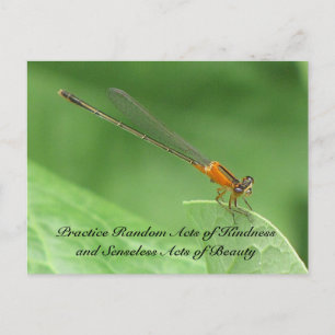 Random Acts of Kindness Postcard - Damselfly Postkarte