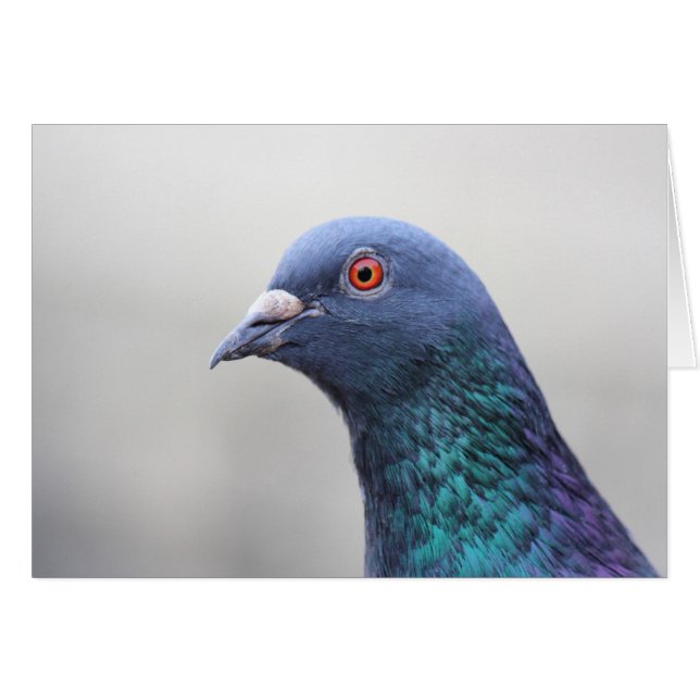 Random Pigeon (Vorderseite (Horizontal))