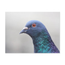 Random Pigeon