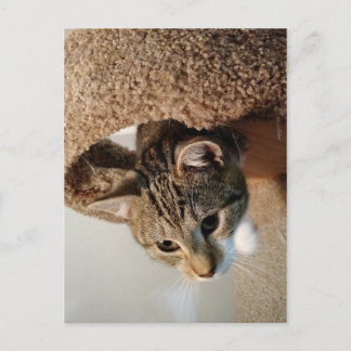 Ranger the Cat Postkarte