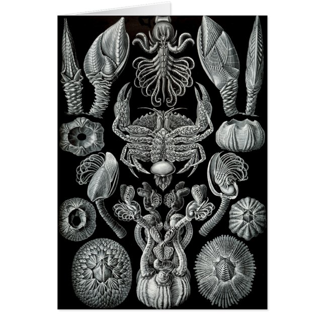 Rankenfußkrebse (Vorne)