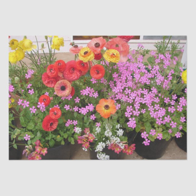 Rannunculus Spring Bulbs Birthday Pink Garden Seidenpapier (Vorderseite)