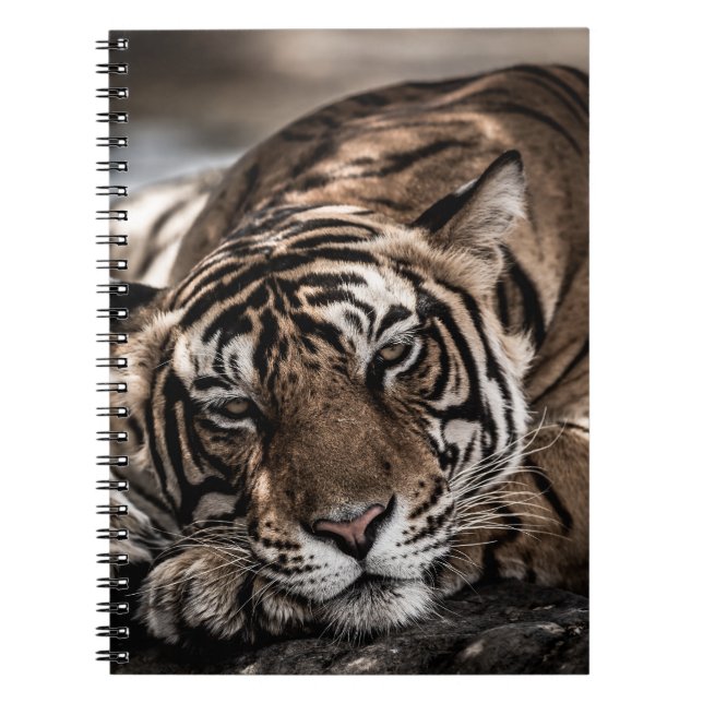 Ranthambourtiger: nah-up fine art. notizblock (Vorderseite)