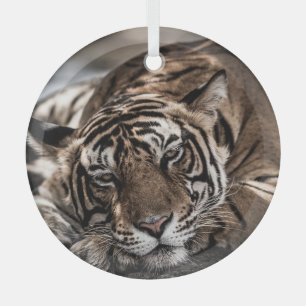 Ranthambourtiger: nah-up fine art. ornament aus glas