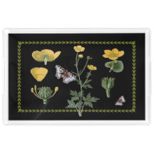 Ranunculus auf schwarzem großem Acrylbehälter