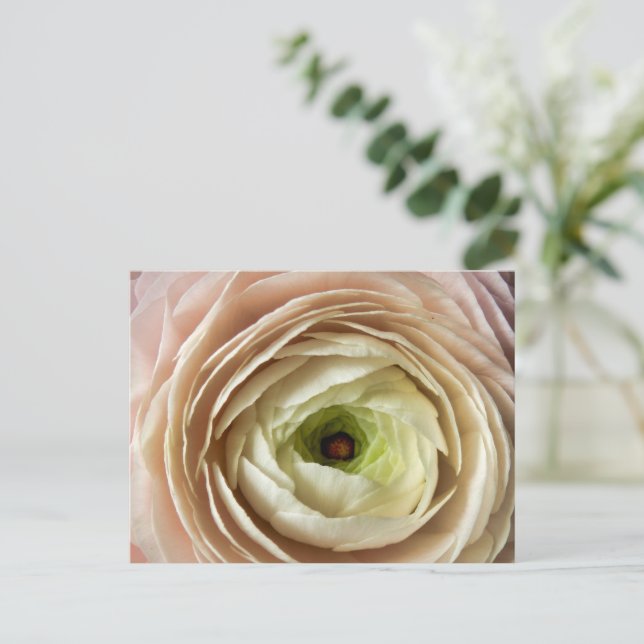Ranunculus-Blume Postkarte (Stehend Vorderseite)