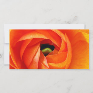 Ranunculus Macro-Fotokarte