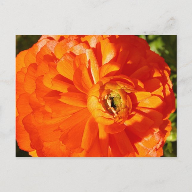 Ranunculus MS Awareness Postcard Postkarte (Vorderseite)