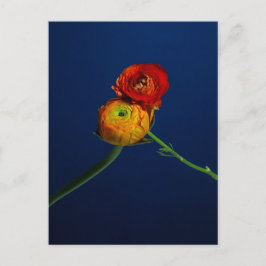 Ranunculus Postcard Postkarte