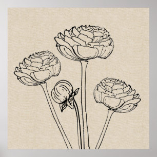 Ranunculus Zeichnend Leinwand Blume Poster