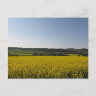 Rapsfeld Postkarte