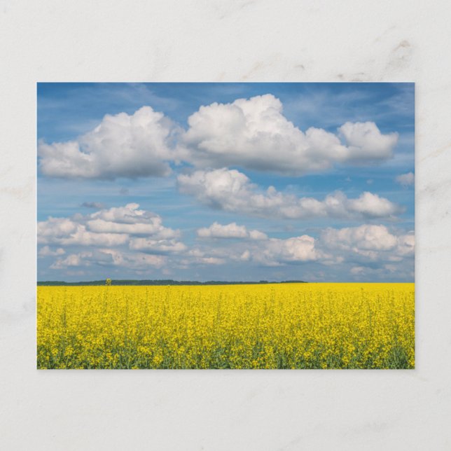 Rapsfeld & Wolken Postkarte (Vorderseite)