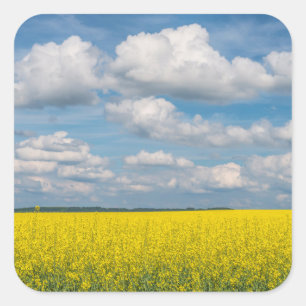 Rapsfeld & Wolken Quadratischer Aufkleber