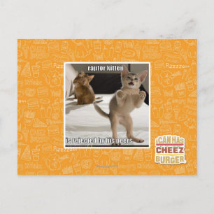 Raptor Kitten Postkarte