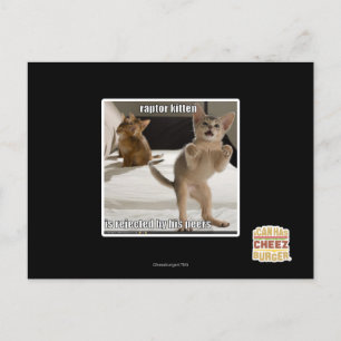 Raptor Kitten Postkarte