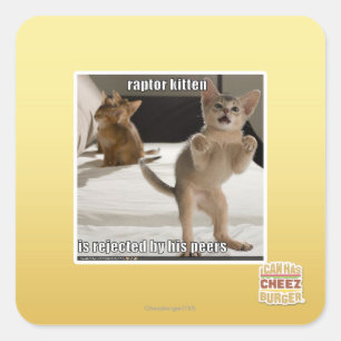 Raptor Kitten Quadratischer Aufkleber
