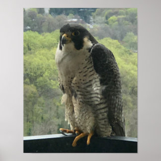 Raptor Poster