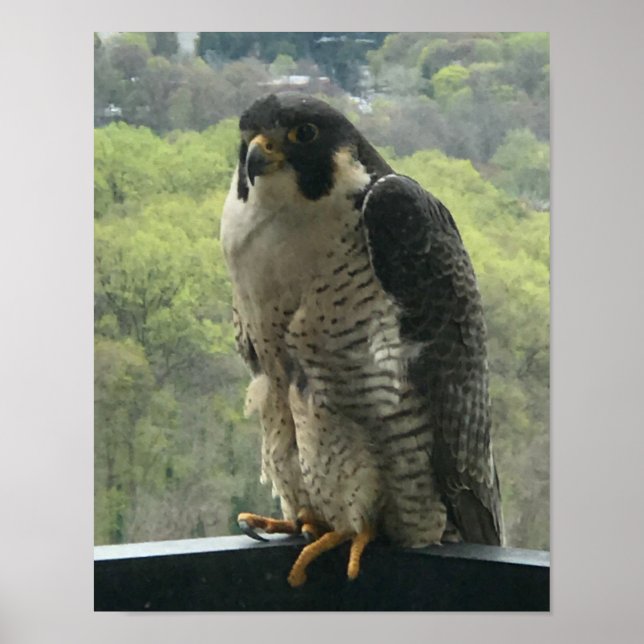 Raptor Poster (Vorne)