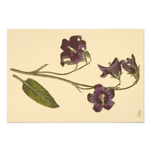 Rapunzel-Glockenblume Botanische Illustration Fotodruck