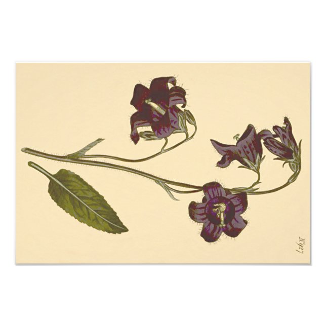 Rapunzel-Glockenblume Botanische Illustration Fotodruck (Vorne)