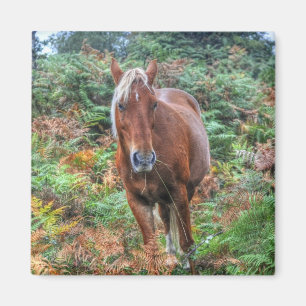 Rare Palomino New Forest Pony & Bracken - England Magnet