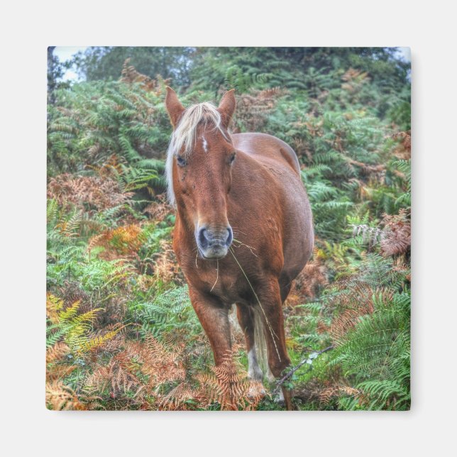 Rare Palomino New Forest Pony & Bracken - England Magnet (Vorne)