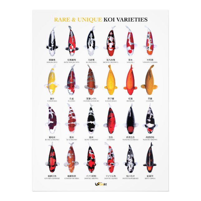Rare & Unique Koi Varieties Poster (Vorne)