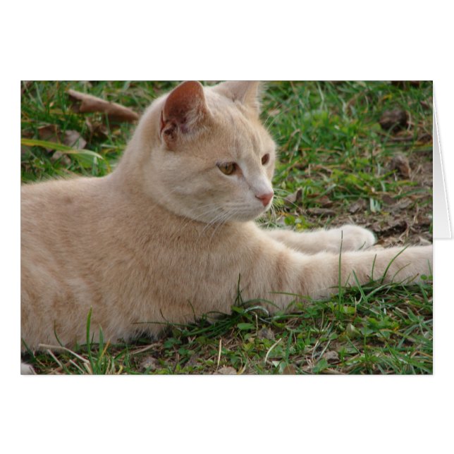 Rascal (Vorderseite (Horizontal))