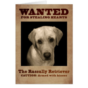 Rascally Retriever, alias gelber Labrador