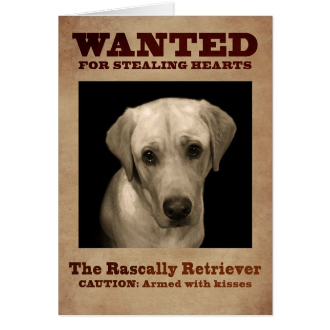 Rascally Retriever, alias gelber Labrador (Vorne)