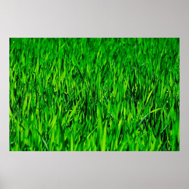 Rasenfläche Poster (Vorne)