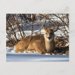 Rasenflächen Postkarte