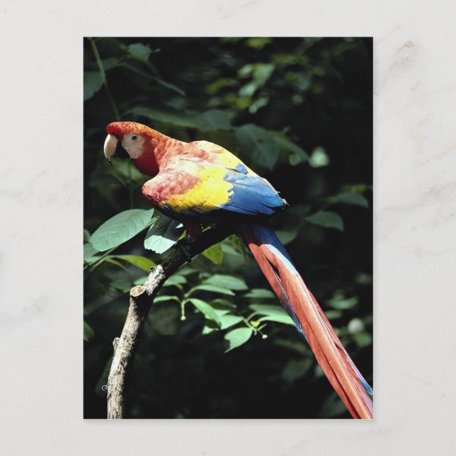 Rasierapparat Postkarte (Vorderseite)
