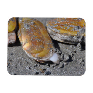 Rasiermesser-Muscheln Diggging Magnet