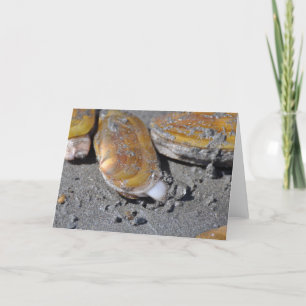 Rasiermesser-Muscheln Karte
