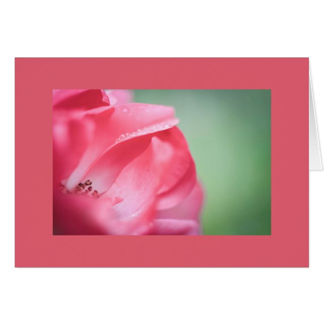 Rasierropfen auf einer Rose (Vorderseite (Horizontal))