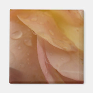 Rasierropfen auf Rose Petals Pink Peach Floral Magnet