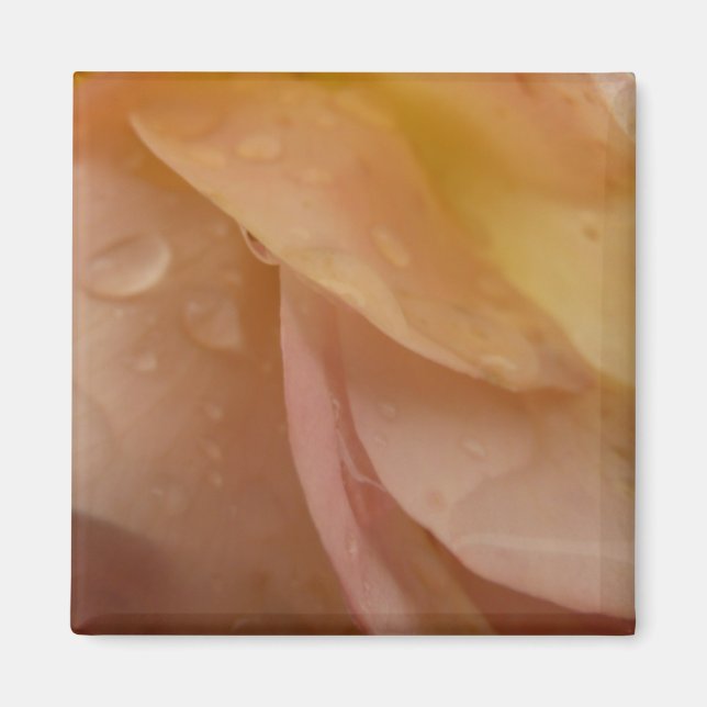 Rasierropfen auf Rose Petals Pink Peach Floral Magnet (Vorne)