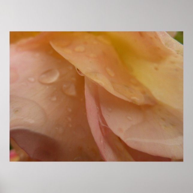 Rasierropfen auf Rose Petals Pink Peach Floral Poster (Vorne)