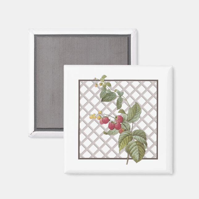 RASPBERRIES MAGNET (Vorderseite/Rückseite)