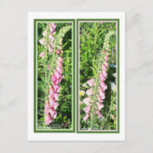 RASPBERRY FOXGLOVE LESEZEICHEN POSTKARTE