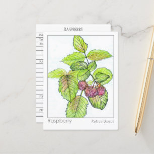 Raspberry Materia Medica Kräuterstudie Flash Card Postkarte