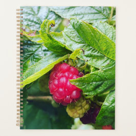 Raspberry Planner Planer