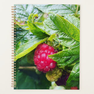 Raspberry Planner Planer