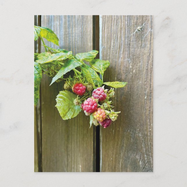 Raspberry Postcard Postkarte (Vorderseite)