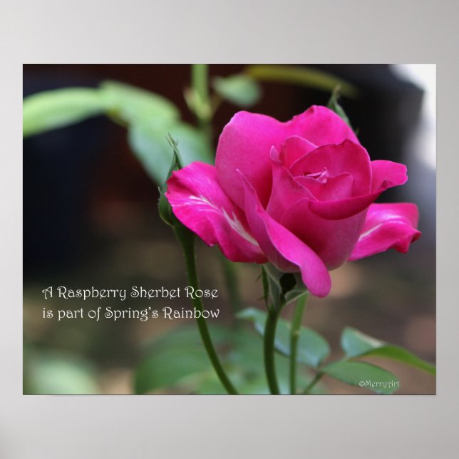 Raspberry Sherbet Rose Poster: ROSE & PROSE 20x16 Poster (Vorne)
