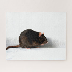 Rat 16x20 520pc jpcna puzzle