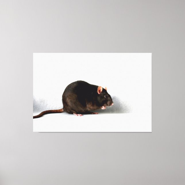 Rat 60x40 (150x100cm) Waccna Leinwanddruck (Vorderseite)