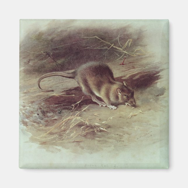 Rat Brown 1918 Magnet (Vorne)